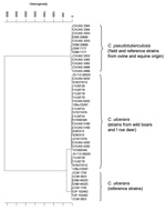 Thumbnail of Cluster analysis of respective spectra obtained by Fourier-transform infrared-spectroscopy by using OPUS Software version 4.2 (BrukerOptics, Ettlingen, Germany). In each case, 2 infrared spectra of isolates from game animals and a selection of several Corynebacterium ulcerans and C. pseudotuberculosis strains were used for calculation by using the Ward algorithm. The dendrogram depicts the arrangement of isolates in groups according to their spectral differences.