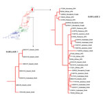 Thumbnail of Phylogenetic tree showing the relative position of Vibrio cholerae O1 El Tor from Pakistan in wave 3 of the seventh-pandemic lineage, based on single-nucleotide polymorphism differences. The blue, green, and red branches represent waves 1, 2, and 3 respectively. The colors of the subclade 1 and 2 isolates match the colors assigned to the strain isolation locations in Figure 1, panel A.