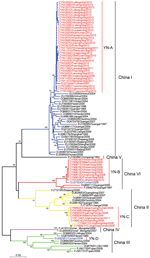 Thumbnail of Phylogenetic relationship of nucleoprotein gene sequences of rabies virus isolates from Yunnan Province, China, 2008–2012, with isolates from neighboring provinces in China. Numbers at each node indicate degree of bootstrap support (only values &gt;70% are indicated). Red indicates taxa sequenced in this study; blue indicates taxa from Yunnan Province; black indicates taxa from other provinces in China. Blue branches indicate China I clade; yellow branches indicate China II clade; g