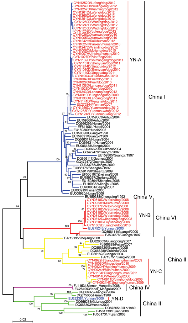 Phylogenetic relationship of nucleoprotein gene sequences of rabies virus isolates from Yunnan Province, China, 2008–2012, with isolates from neighboring provinces in China. Numbers at each node indicate degree of bootstrap support (only values &gt;70% are indicated). Red indicates taxa sequenced in this study; blue indicates taxa from Yunnan Province; black indicates taxa from other provinces in China. Blue branches indicate China I clade; yellow branches indicate China II clade; green branches