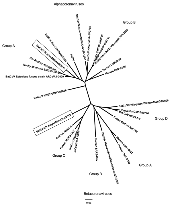 Phylogenetic tree showing relationships based on 412-nt and 439-nt sequences of a conserved region of gene 1b of BatCoV/Molossus rufus28/Brazil/2010 (alphacoronavirus) and BatCoV/Pteronotus davyi49/Mexico/2012 (betacoronavirus) to other known coronaviruses. Sequences were aligned by using ClustalW (www.clustal.org/), phylogenetic analyses were conducted by using the neighbor-joining method and BioEdit (www.mbio.ncsu.edu/BioEdit/BioEdit.html), and trees were constructed by using FigTree version 1