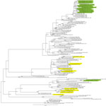 Thumbnail of Maximum-likelihood phylogenetic tree for the basic polymerase 1 gene segment of avian influenza (H5N1) viruses from Bangladesh compared with other viruses. Green shading indicates viruses from Bangladesh sequenced and characterized in this study; yellow shading indicates previously described subtype H5N1/H9N2 reassortant influenza viruses (8,9) or those from GenBank. Numbers at the nodes represent bootstrap values.