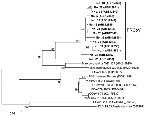 Phylogenetic tree constructed on the basis of the nucleotide sequences of the partial RNA-dependent RNA polymerase–encoding regions of ferret coronaviruses (FRCoVs) isolated in Japan (shown in boldface; sample IDs are indicated) compared with other coronaviruses (CoVs). The tree was constructed by the neighbor-joining method in MEGA5.0 software (10); bootstrap values of &gt;90 are shown. DDBJ/EMBL-Bank/GenBank accession numbers for the nucleotide sequences are shown in parentheses. Human CoVs (H