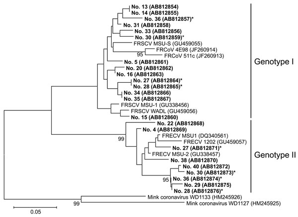 Phylogenetic tree based on the nucleotide sequences of partial S genes of ferret coronaviruses (FRCoVs) isolated in Japan (shown in boldface; sample IDs are indicated) compared with other coronaviruses (CoVs). The tree was constructed by the neighbor-joining method in MEGA5.0 software (10); bootstrap values of &gt;90 are shown. Asterisks indicate samples from ferrets infected with FRCoVs of both genotypes1 and 2. DDBJ/EMBL-Bank/GenBank accession numbers for the nucleotide sequences are shown in 