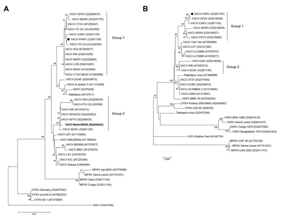 Phylogenetic trees based on orthopoxvirus nucleotide sequences of A56R (A) and A26L (B) genes of vaccinia virus (VACV), Pará State, Brazil. Pará virus (PARV) clusters with VACV group 1 from Brazil. Phylogenetic analysis showed that PARV (black dots) clustered in the VACV-BR-G1 clade and that BeAN58058 virus clustered in the VACV-BR-G2 clade. A26L sequence was obtained only from PARV. Trees were constructed by using the neighbor-joining method, the Tamura-Nei model of nucleotide substitutions, an