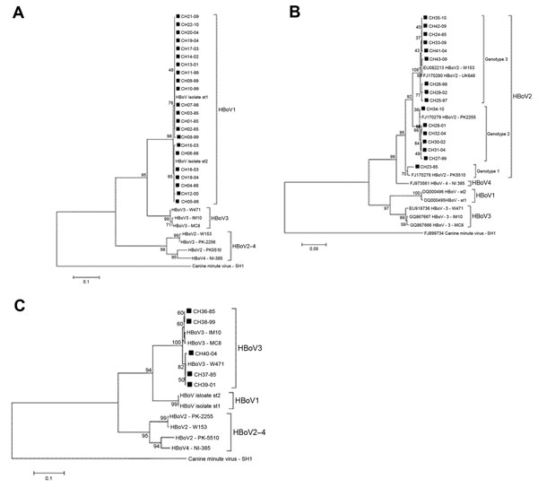 Thumbnail of Phylogenetic analysis of nucleotide sequences of isolates of human bocavirus (HBoV), Chile, 1985–2010. A) Phylogenetic analysis of nonstructural (NS) 1 partial region of HBoV1 isolates, positions 554–792, in reference strain HBoV st1 (GenBank accession no. DQ000495). B) Analysis of NS1 partial region of HBoV2 isolates, positions 1427–1881, in reference strain HBoV2 PK225 (GenBank accession no. FJ170279). C) Phylogenetic analysis of nucleocapsid 1 partial region of HBoV3 isolates, po