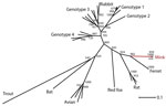 Thumbnail of Phylogenetic tree showing the relationship between the novel mink hepatitis E virus (HEV), other HEV variants, and the 4 known HEV genotypes based on 261 bp of the RdRp gene. The CLC Main Workbench software (CLC bio, Aarhus, Denmark) was used for the phylogenetic analysis. Alignments were made by using MUSCLE algorithm (www.drive5.com/muscle/) and phylogenetic tree was made by using distance-based method with the neighbor-joining algorithm and bootstrap value of 1,000. Phylogenetic 