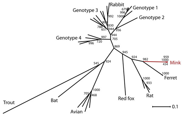 Phylogenetic tree showing the relationship between the novel mink hepatitis E virus (HEV), other HEV variants, and the 4 known HEV genotypes based on 261 bp of the RdRp gene. The CLC Main Workbench software (CLC bio, Aarhus, Denmark) was used for the phylogenetic analysis. Alignments were made by using MUSCLE algorithm (www.drive5.com/muscle/) and phylogenetic tree was made by using distance-based method with the neighbor-joining algorithm and bootstrap value of 1,000. Phylogenetic analysis with
