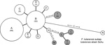 Thumbnail of Minimum-spanning tree based on multilocus variable number of tandem repeat analysis (MLVA) genotypes, showing genetic relationships among 98 Francisella tularensis subsp. holarctica isolates from Spain (white circles), 10 F. tularensis subsp. holarctica reference isolates from the Czech Republic (gray circles), and reference strain F. tularensis subsp. tularensis Schu (CAPM 5600). Each node represents a unique MLVA type, and size is proportional to the number of isolates with that g