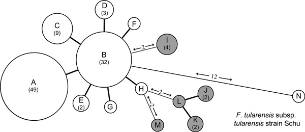 Minimum-spanning tree based on multilocus variable number of tandem repeat analysis (MLVA) genotypes, showing genetic relationships among 98 Francisella tularensis subsp. holarctica isolates from Spain (white circles), 10 F. tularensis subsp. holarctica reference isolates from the Czech Republic (gray circles), and reference strain F. tularensis subsp. tularensis Schu (CAPM 5600). Each node represents a unique MLVA type, and size is proportional to the number of isolates with that genotype (valu