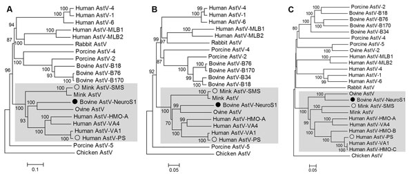 Phylogenetic tree based on aligned amino acid sequences of the full length of the protease (open reading frame [ORF] 1a) (A), RNA-dependent RNA polymerase (ORF1b) (B), and capsid (ORF2) region (C) of representative astrovirus (AstV) species. BoAstV-NeuroS1 labeled with filled circle. AstVs with neurotropic potential labeled by empty circles. Clade containing these 3 viruses is shaded. Scale bar indicatesestimated protein sequence phylogenetic distance. GenBank accession numbers for astrovirus us