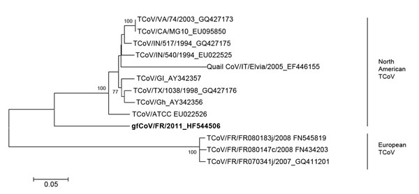Phylogenetic analysis of the complete spike (S) gene of the fulminating disease of guinea fowl coronavirus (gfCoV, in boldface) in relation to turkey coronaviruses (TCoVs) at the nucleotide level. The tree was generated by using MEGA 5.05 (http://megasoftware.net/mega.php) by the neighbor-joining method, Kimura 2-parameter model, and pairwise deletion. Bootstrap values (1,000 replicates) &gt;75 are indicated on the nodes. Only a partial S gene sequence (1,657 nt) was available for quail CoV/Ital