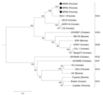 Thumbnail of Phylogenetic tree showing the inferred evolutionary relationships among representative rotavirus (RV) strains belonging to species A, B, C, D, F, G, and H, as well as the samples BR59, BR60, and BR63 based on an 1,197-bp fragment of the viral protein 6 (VP6) gene. The tree was constructed by using the neighbor-joining method and the Kimura 2-parameter nucleotide substitution model. Bootstrapping was statistically supported with 1,000 replicates. Scale bar indicates nucleotide substi