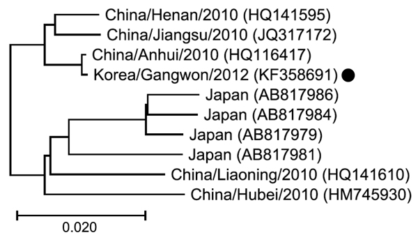 Phylogenetic tree for the RNA-dependent RNA polymerase (RdRP) gene sequences of the large segment of an isolate obtained from a patient in South Korea who died of an illness retrospectively identified as severe fever with thrombocytopenia syndrome (SFTS) (black dot) compared with representative SFTS virus strains from China and Japan. The tree was constructed on the basis of the nucleic acid sequences of the RdRP genes by using the neighbor-joining method. Location, year of isolation, and GenBan