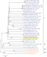 Thumbnail of Phylogenetic tree comparing S RNA genomes of most representative lymphocytic choriomeningitis virus (LCMV) strains. Evolutionary analysis was conducted in MEGA5 Technical Appendix) by using the neighbor-joining method. Bootstrap values listed at the nodes provide statistical support for 1,000 replicates. Branches corresponding to partitions reproduced in &lt;50% bootstrap replicates are collapsed. Scale bar indicates substitutions per site. The main LCMV lineages are indicated with 