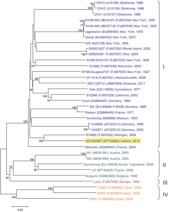 Phylogenetic tree comparing S RNA genomes of most representative lymphocytic choriomeningitis virus (LCMV) strains. Evolutionary analysis was conducted in MEGA5 Technical Appendix) by using the neighbor-joining method. Bootstrap values listed at the nodes provide statistical support for 1,000 replicates. Branches corresponding to partitions reproduced in &lt;50% bootstrap replicates are collapsed. Scale bar indicates substitutions per site. The main LCMV lineages are indicated with roman numeral