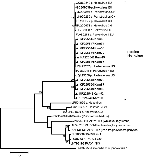 Phylogenetic tree of near full-length (4.7 kbp) and partial sequences (open reading frame 2, 0.4–1.9 kbp) of porcine hokovirus (HoV)/partetraviruses (PtV) created by using MEGA5.1 (www.megasoftware.net) with the maximum-likelihood method (GTR+G+I) and bootstrap analysis of 500 resamplings. New sequences from Cameroon are shown in boldface. EU, Europe; CH, China; U.S., United States; Gt, genotype; PARV4, parvovirus 4. Scale bar indicates nucleotide substitutions per site.