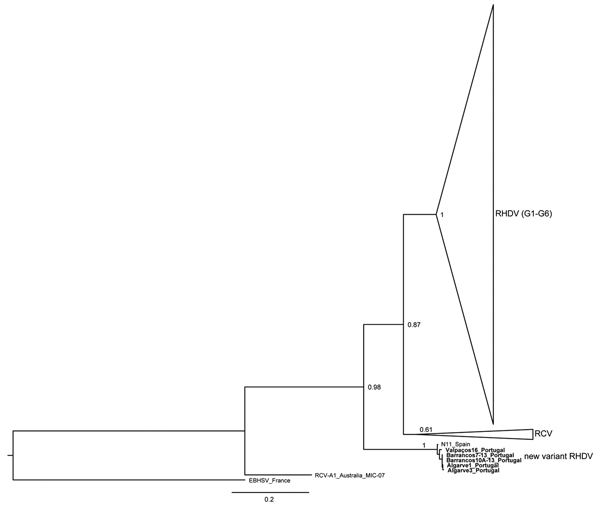 Maximum-likelihood phylogenetic tree of 95 partial sequences of the rabbit hemorrhagic disease virus (RHDV) capsid gene. Bootstrap values appear next to the nodes and are shown only for the major groups: G1–G6 (GenBank accession nos. AB300693, AF231353, AF258618, AF453761, AJ006019, AJ302016, AJ303106, AJ495856, AJ535092, AJ535094, AJ969628, AM085133, AY269825, AY523410, AY926883, AY928268, AY928269, DQ069280, DQ069281, DQ069282, DQ189077, DQ189078, DQ205345, DQ280493, DQ530363, DQ841708, EF3630