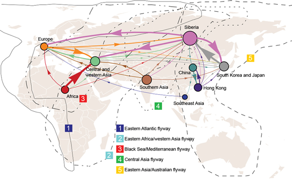 Global migration patterns of highly pathogenic avian influenza A(H5N1) viruses estimated from sequence data sampled during 1996–2012. Arrows represent direction of movement, and arrow width is proportional to the migration rate. Migration rates &lt;0.07 migration events per lineage per year are not shown. The area of each circle is proportional to the region’s eigenvector centrality; larger circles indicate crucial nodes in the migration network.