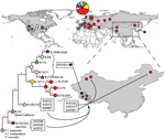 Thumbnail of Phylogeography of Francisella tularensis (F.t.) subsp. holarctica. The global distribution of different clades (indicated by colored stars, circles, and circle sections) and their phylogenetic relationships (tree) are shown as described (6,7,11). Stars indicate sequenced reference strains. The phylogenetic positions of the 10 isolates from China (boxes on tree) and their sites of isolation (circles within China) are indicated. The exact lineage of strain 410105 (black circle) was no