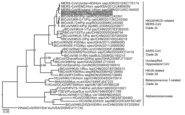 Partial RNA-dependent RNA polymerase (RdRp) gene phylogeny, including the novel betacoronavirus from a Neoromicia zuluensis bat in South Africa (GenBank accession no. KC869678 for both partial RdRp and spike gene sequences). The Bayesian phylogeny was done on a translated 816-nt RdRp gene sequence fragment, as described (5). MrBayes V3.1 (http://mrbayes.sourceforge.net/) was used with a WAG substitution model assumption over 2,000,000 generations sampled every 100 steps, resulting in 20,000 tree