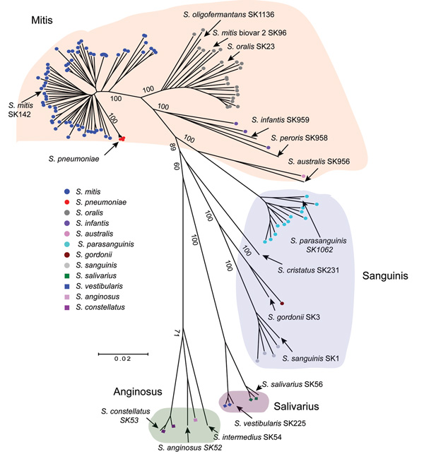 Multilocus sequence analysis (MLSA) of viridans group streptococci (VGS) strains causing bacteremia in patients with cancer. The neighbor-joining radial tree was generated by using concatenated sequences. Strains were assigned to a particular VGS on the basis of their proximity to type strains. Locations of well-characterized or type VGS strains (lines without circles) are also shown for reference purposes. Five contemporaneous S. pneumoniae strains are also included for reference purposes (show