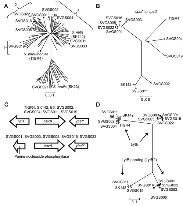 Selected data from whole-genome analysis of viridans group streptococci (VGS) strains. A) Neighbor-joining tree generated by multilocus sequence analysis (MLSA) of Streptococcus mitis and S. oralis strains, showing locations of VGS strains selected for whole-genome analysis. Numbers 1–3 refer to S. mitis clusters (defined in Figure 3). MLSA locations are also shown for the S. mitis and S. oralis type strains (SK142 and SK23, respectively) and fully sequenced S. mitis strain B6 and S. pneumoniae 