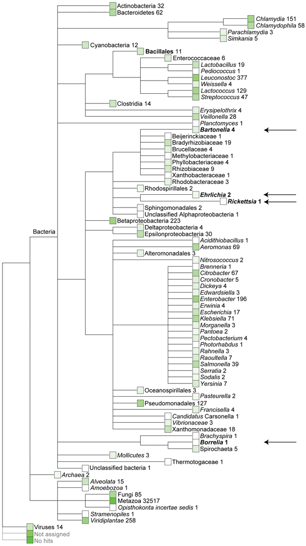 Quantitative metagenomic analysis of the fecal DNA of the Daubenton’s bat. The sequences (&gt;50 bp) were assigned on the basis of best E-value BLASTN scores (http://blast.ncbi.nlm.nih.gov/blast.cgi) in GenBank. Numbers refer to the amount of sequences assigned to a given taxon. No hits refers to sequences that had no similarity to any sequences in GenBank. Not assigned refers to sequences that had similarity in GenBank but they could not be reliably assigned to any organism. Arrows mark the ect