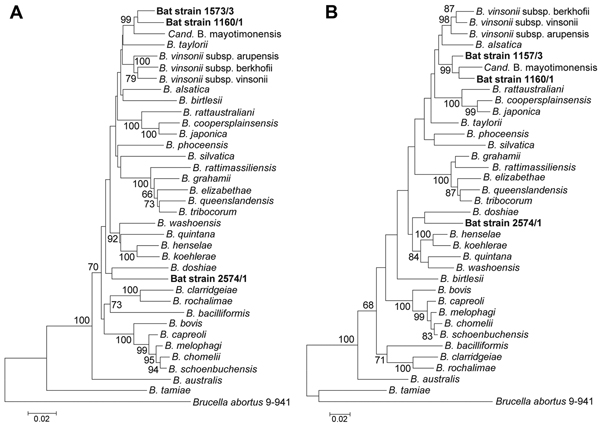 Phylogenetic positions of the bat blood isolates among members of the genus Bartonella. Neighbor-joining (A) and maximum-likelihood (B) trees are based on the alignment of concatenated sequences of 4 multilocus sequence analysis markers (rpoB, gltA, 16S rRNA, and ftsZ). Sequence information from the type strains of all known Bartonella species and from the Candidatus B. mayotimonensis human strain was included into the analysis (Technical Appendix Table 5). Numbers on branches indicate bootstrap