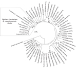 Thumbnail of Phylogenetic analysis of bat-colonizing Bartonella spp. found worldwide demonstrates a distinct B. mayotimonensis cluster in the Northern Hemisphere. Maximum composite likelihood–based neighbor-joining tree is based on the alignment of the gltA multilocus sequence analysis marker. Information from Bartonella gltA sequences from bat blood isolates or from minced tissues of bats or from bat ectoparasites was included in the analysis. GenBank accession numbers of the sequences are show