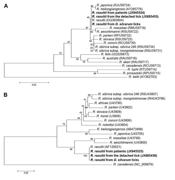Phylogenetic analysis of spotted fever group Rickettsia species, China, based on A) partial (341 bp) citrate synthase gene and B) partial (325 bp) 190-kDa outer membrane protein gene. Trees were obtained by using the neighbor-joining method, distances were calculated by using Kimura 2-parameter analysis, and analysis was conducted by using Mega 5.0 software (www.megasoftware.net/). Nucleotide sequences determined in this study are indicated in boldface. Percentage of replicate trees in which ass