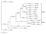 Thumbnail of Phylogenetic tree based on selected human papillomavirus (HPV) major capsid protein gene (L1) open reading frames; the tree shows the grouping of HPVXS2. The phylogenetic analysis is based on the L1 open reading frames of all alpha-2 and alpha-4 papillomaviruses and on vaccine HPV types 6, 11, 16, and 18; the best tree was created by using the neighbor joining method with Tamura-Nei distances given. All L1 sequences were aquired from the Papillomavirus Episteme webpage (http://pave.