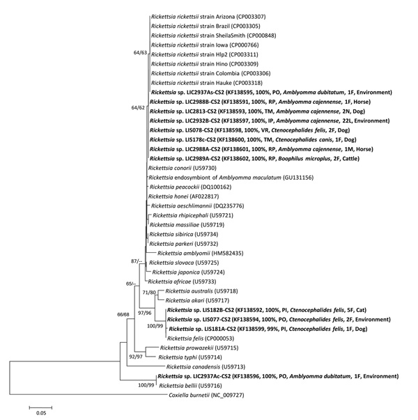 Phylogenetic inferences by neighbor-joining method from 1,000 replicated trees based on partial sequence of the gltA gene (CS2 401 bp).Evolutionary distances were estimated by the Kimura 2-parameter model. Bootstrap values &gt;60% are shown (neighbor-joining/maximum-parsimony). Sequences obtained are in boldface, and GenBank accession numbers are in parentheses, followed by the similarity percentage (BLAST, http://blast.ncbi.nlm.nih.gov), the locality acronym (PO, Porciúncula; RP, São José do Va