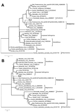 Thumbnail of Phylogenetic trees based on the nucleocapsid proteins (A) and large proteins (B) of Mojiang paramyxovirus (MojV) and other previously reported paramyxoviruses. Bold font indicates MojV and Henipavirus spp. Scale bars indicate nucleotide substitutions per site.