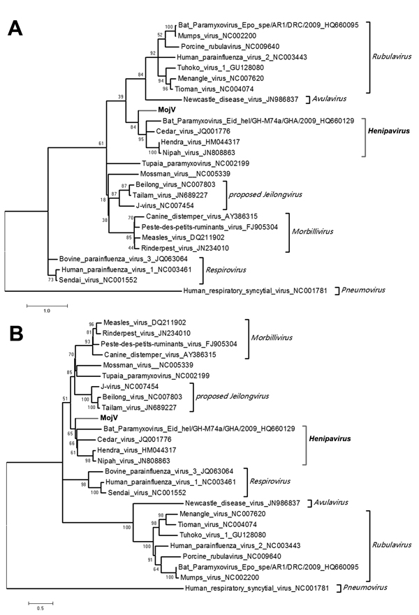 Phylogenetic trees based on the nucleocapsid proteins (A) and large proteins (B) of Mojiang paramyxovirus (MojV) and other previously reported paramyxoviruses. Bold font indicates MojV and Henipavirus spp. Scale bars indicate nucleotide substitutions per site.