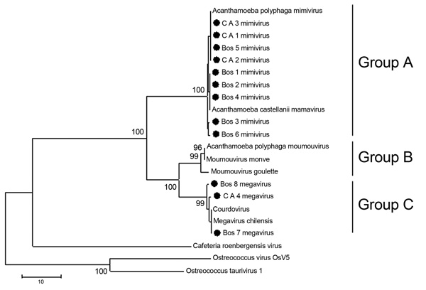 Consensus bootstrap phylogenetic neighbor-joining tree of helicase gene from nucleocytoplasmic large DNA viruses showing alignment of mimivirus and megavirus isolates obtained from Cebus apella (CA) and bovids (Bos) in Brazil. Tree was constructed by using MEGA version 4.1 (www.megasoftware.net) on the basis of the nucleotide sequences with 1,000 bootstrap replicates. Bootstrap values &gt;90% are shown. Nucleotide sequences were obtained from GenBank. Scale bar indicates rate of evolution.
