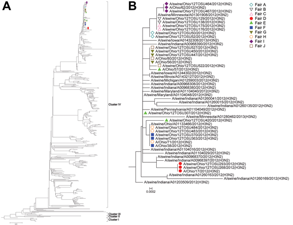 Hemagglutinin phylogeny. A) Phylogenetic relationships of the hemagglutinin sequences of swine-origin subtype H3 influenza A viruses from agricultural fairs, Ohio, USA, 2012. B) Expanded view of isolates. Isolates recovered from swine and humans at the same fair are identified with the same color and symbol. 