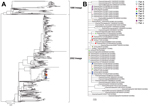 Thumbnail of Neuraminidase phylogeny. A) Phylogenetic relationships of the neuraminidase sequences of swine-origin subtype N2 influenza A viruses from agricultural fairs, Ohio, USA, 2012. B) Expanded view of isolates. Isolates recovered from swine and humans at the same fair are identified with the same color and symbol.