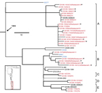 Thumbnail of Salmonella enterica serotype Enteritidis clades associated with the 2010 US shelled eggs outbreak. Red indicates isolates sequenced as part of the outbreak investigation using Roche 454 technology; blue indicates isolates associated with chicken or chicken products; Asterisk (*) indicates the isolate was traced back to the implicated egg production facility. Five outbreak clades are highlighted and designated as A–E, of which A and B are definite and C, D, and E are putative. Isolat