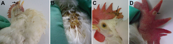 Macropathologic images of fowlpox virus infection in experimentally infected specific pathogen free (SPF) chickens. China. A) Brown variolar crusts on the combs of 18-day-old SPF chickens at 14 days postinfection (dpi). B) Large areas of brown scabs on the backs of 18-day-old SPF chickens at 14 dpi. C) Multifocal to coalescing pock lesions on the combs of 53-day-old SPF chickens at 14 dpi. D) Cutaneous exanthema variolosum on the combs of 145-day-old SPF chickens at 14 dpi.