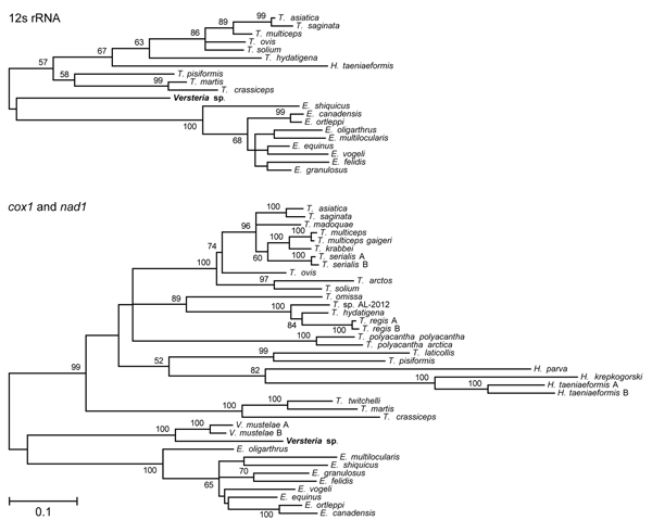 Phylogenetic trees of the Taeniidae, including newly generated sequences derived from tissues of a fatally infected Bornean orangutan. Trees were constructed from DNA sequence alignments of 12s rRNA (A) and concatenated cox1/nad1 (B) sequences from the orangutan (Versteria sp.; bold; accession nos. KF303339–303341) and representative Echinococcus, Hydatigera, Taenia, and Versteria sequences from GenBank (see Table). The maximum likelihood method was used, with the likeliest model of molecular ev