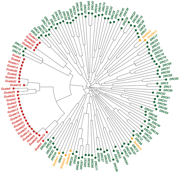 Neighbor-joining tree of the 3 Plasmodium falciparum populations. Prefixes of genomes indicate parasite origins: Green text indicates parasite populations from the Democratic Republic of the Congo (DRC); orange indicates parasite populations detected in soldiers who were returning from the DRC to Guatemala; red indicates parasite populations from Guatemala.
