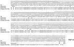 Thumbnail of Nucleotide sequence variations in the penicillin-binding protein 1A (pbp1a) gene of Streptococcus pneumoniae. Row 1, S.pneumoniae R6; row 2, serotype (Ser) 8-ST53; row 3, serotype 8-ST63; row 4, Sweden 15A-ST63 reference strain. Polymorphic sites are numbered in a vertical format. Nucleotides are numbered according to their positions in the gene. Only polymorphic sites are shown. Dots indicate a nucleotide that is identical to that in the R6 sequence. The putative recombination site