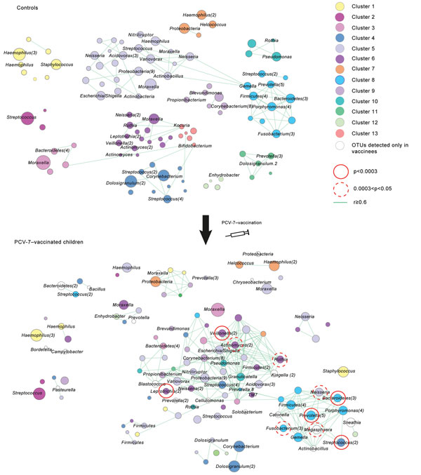 Microbial association network between operational taxonomic units (OTUs) in nonvaccinated children (controls) and children at 12 months of age who were vaccinated with 7-valent pneumococcal conjugate vaccine (PCV-7). Hierarchical clustering with average linkage and Pearson correlation distance is used to identify patterns of co-occurrence or similar abundance patterns between OTUs in the complete sample set of controls and PCV-7–vaccinated children. Results are depicted in a microbial associatio