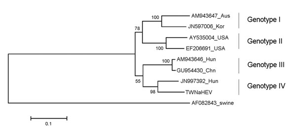 Phylogenetic tree was aligned by using the maximum likelihood method (1,000 bootstraps) for 8 complete or nearly complete avian hepatitis E (aHEV) sequences and a swine HEV outgroup. GenBank accession numbers, country abbreviations, and avian genotype are indicated. Scale bar indicates nucleotide substitutions per site.
