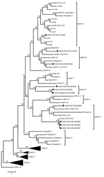 Thumbnail of Phylogenetic analysis of complete hexon gene nucleotide sequences from human and simian adenoviruses. The maximum-likelihood tree was constructed as described in the text. Black dots indicate strains sequenced in this study; the sequences were deposited in GenBank (accession nos. KF053121–KF053130). Sequences for all reference strains used in the phylogenetic analysis were obtained from GenBank. Asterisks (*) indicate the proposed new candidate simian species. Numbers along branches