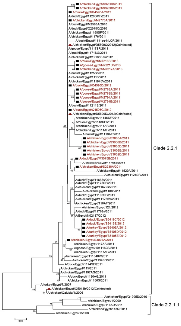 Phylogenetic tree of the hemagglutinin gene of influenza A(H5N1) viruses from Egypt, 2010–2012. Scale bar indicates phylogenetic distance (1 base substitution/100 positions).