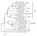 Thumbnail of Phylogenetic relationships of 27 rabies virus (RABV) genomes constructed by maximum-likelihood method. Numbers close to the nodes were from 1,000 bootstrap replications. The tree was rooted with RABV from bats and raccoons. Three major groups, Asia, Cosmopolitan, and India, are strongly supported, as indicated (17). There are 4 major lineages within the group from Asia, including previously recognized China I, China II (16), Southeast Asia, and RABV from Taiwan ferret badgers (TWFB)