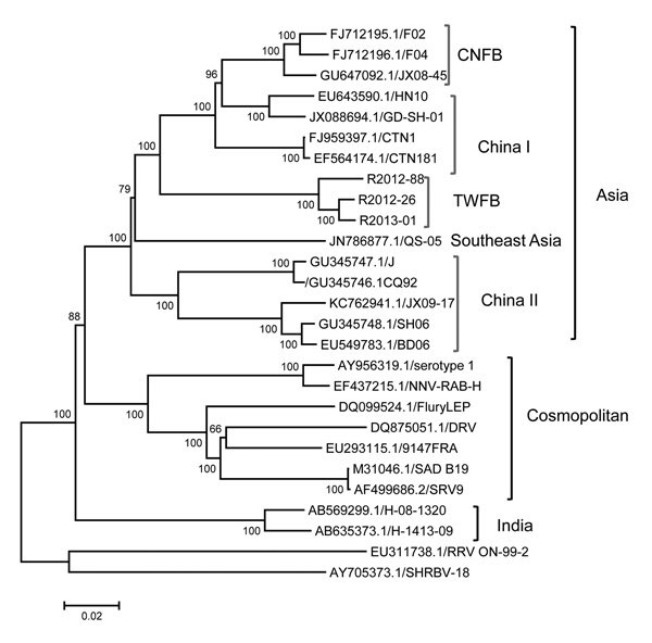 Phylogenetic relationships of 27 rabies virus (RABV) genomes constructed by maximum-likelihood method. Numbers close to the nodes were from 1,000 bootstrap replications. The tree was rooted with RABV from bats and raccoons. Three major groups, Asia, Cosmopolitan, and India, are strongly supported, as indicated (17). There are 4 major lineages within the group from Asia, including previously recognized China I, China II (16), Southeast Asia, and RABV from Taiwan ferret badgers (TWFB). RABVs deriv