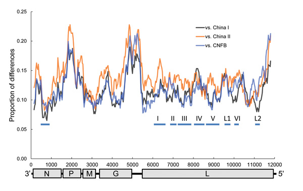 Sliding window analysis of rabies virus (RABV) genetic variations between Taiwan ferret badgers and China I, China II, and Chinese ferret badgers (CNFB). The genomic organization of RABV is shown at the bottom with nucleotide positions on the x-axis. The thick horizontal lines indicate conserved regions across lyssaviruses. N, nucleoprotein; P, phosphoprotein; M, matrix protein; G, glycoprotein; L, virion-associated RNA polymerase. 